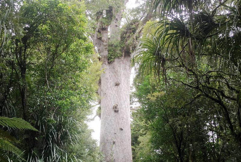 タネマフタ(カウリ)